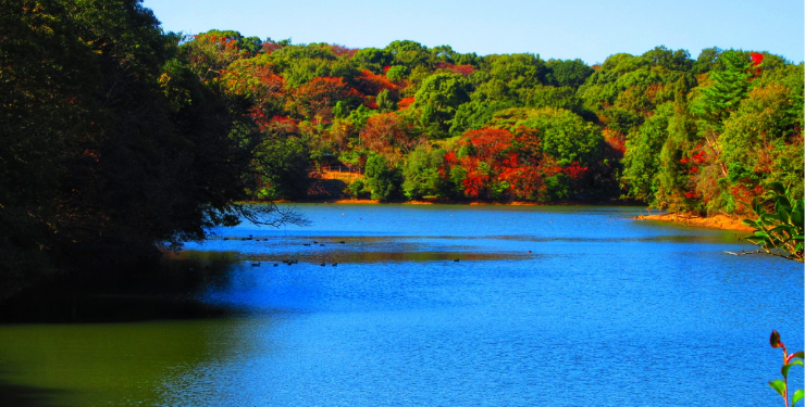 篠栗九大の森の美しい池