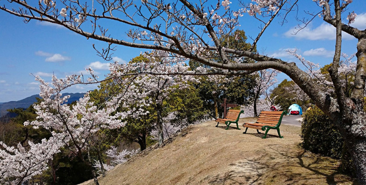 広島森林公園でサクラが咲いている様子