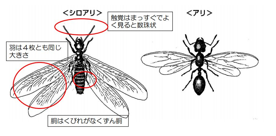 シロアリの特徴を説明したイラスト