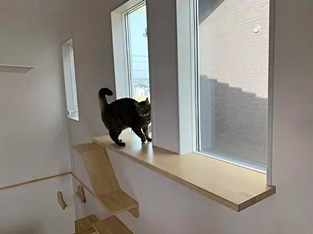 外がよく見える猫用の窓を横切る黒猫