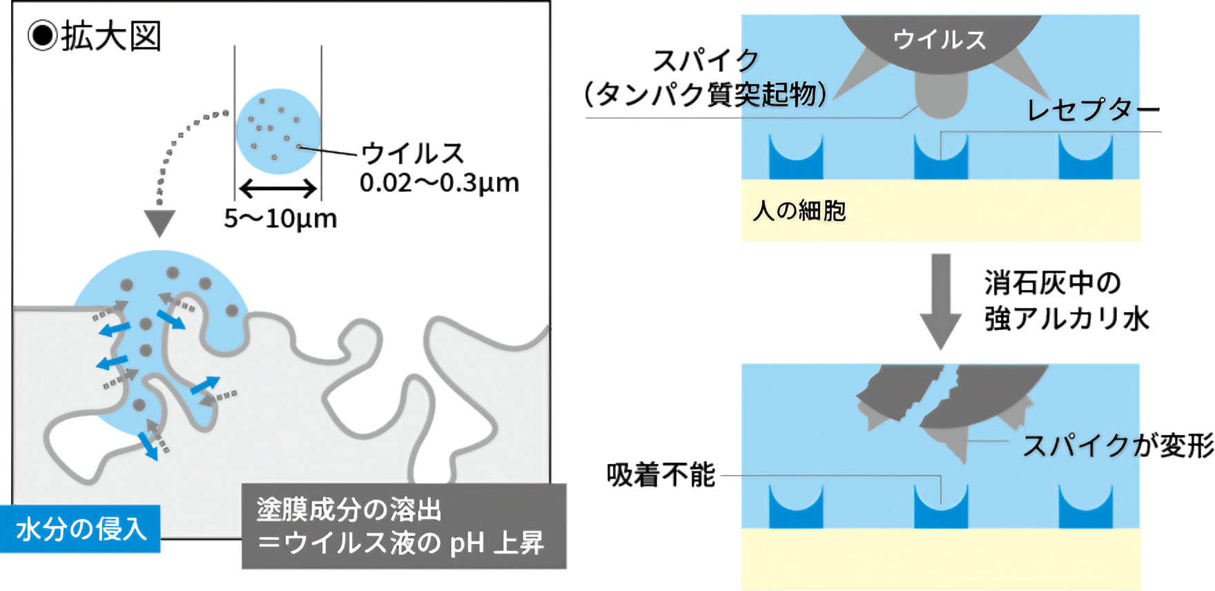 漆喰でウイルスの増殖が抑制される仕組み